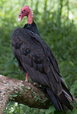 Tropical Turkey Vulture