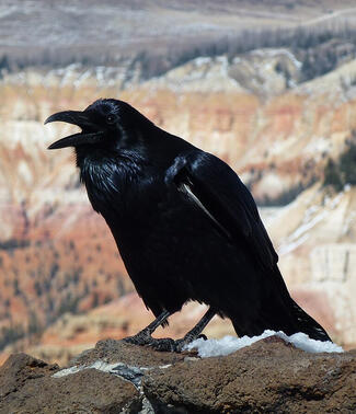 Common Raven