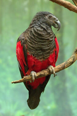 Dracula Parrot