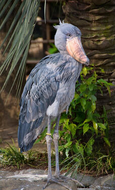 Shoebill